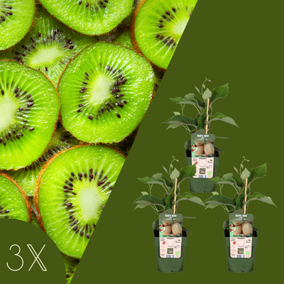 3 Kiwi Planten | 100% Biologische Fruitplanten | Kiwi Bessen | Tuinplanten