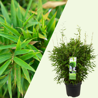 1 XL Bamboeplant ‘Fargesia Moontears Boobux’ Ø29 cm ↕60 cm