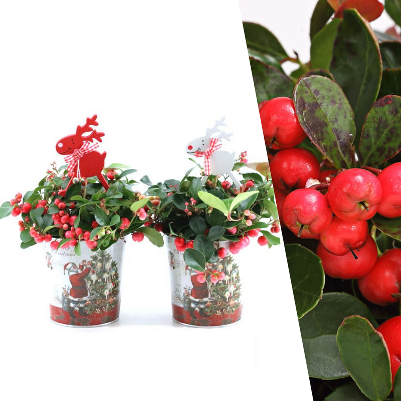 Gaultheria 'Big Berry'® en Zinc Santa con reno - juego de 2 piezas