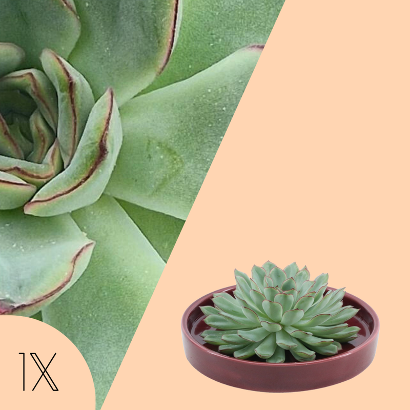 Echte Succulent groen in rode keramiek schaal - Ø12-14 cm↕5 cm - 1x Echeveria Pulidonis - vetplant