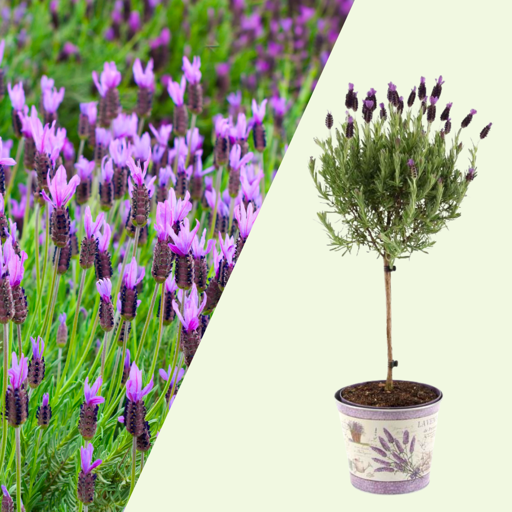 Set of 2 French lavender plants on stem in decorative pot 'Deluxe' | 2 x Ø15 cm - ↕50 cm