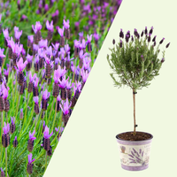 Set of 2 French lavender plants on stem in decorative pot 'Deluxe' | 2 x Ø15 cm - ↕50 cm