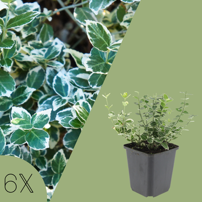 Euonymus Fortunei (Kardinaalsmuts) - Bonte Mix