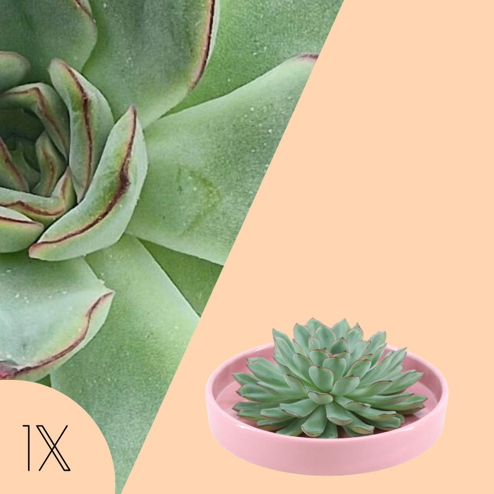 Echte Succulent groen in roze keramiek schaal - Ø12-14 cm ↕5 cm - 1x Echeveria Pulidonis - vetplant