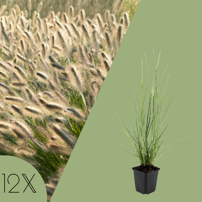 12 Lampenpoetsergras Planten | Pennisetum alopecuroides 'Hameln' | Tuinplanten