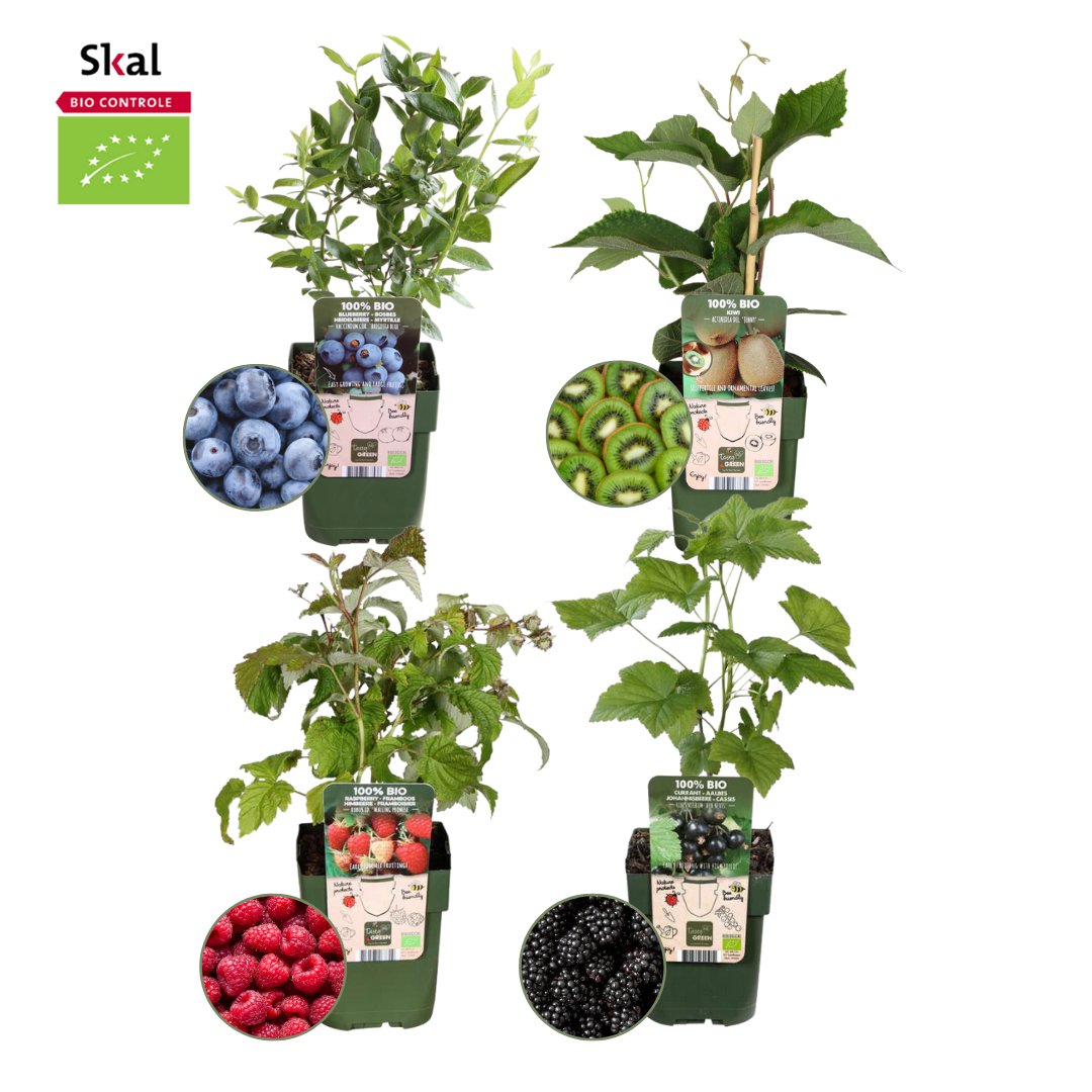 Bio fruitset - Zomervruchten mix (4 stuks)