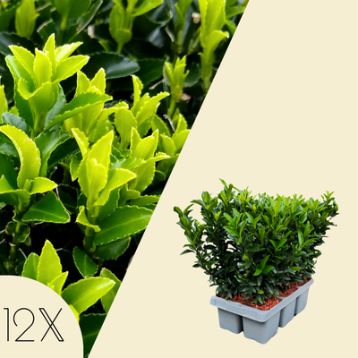 12 Groene Kardinaalsmuts Haagplanten | Euonymus japonicus 'Green Spire'