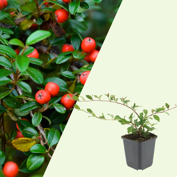 3 Dwergmispel Planten ‘Cotoneaster dammeri’ Ø9 cm ↕15 cm