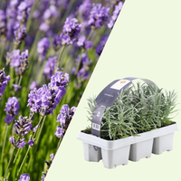 6 Blauwe Lavendelplanten ‘Lavandula angustifolia’ Ø7 cm ↕15 cm