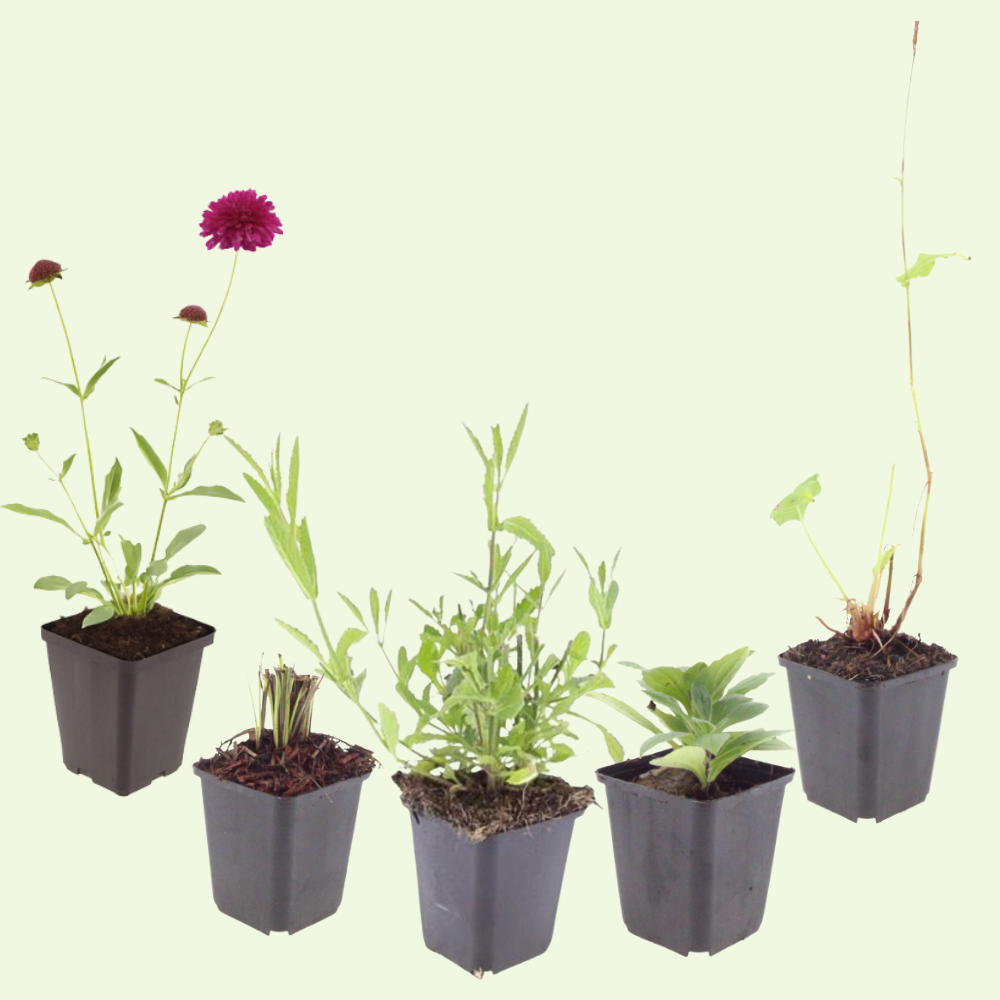 Wilde Natuurborder set van 12, 24, 48, 60 of 120 planten