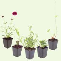 Wilde Natuurborder set van 12, 24, 48, 60 of 120 planten
