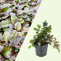 3 Kruipend Zenegroen Planten ‘Ajuga reptans’ Ø9 cm ↕15 cm