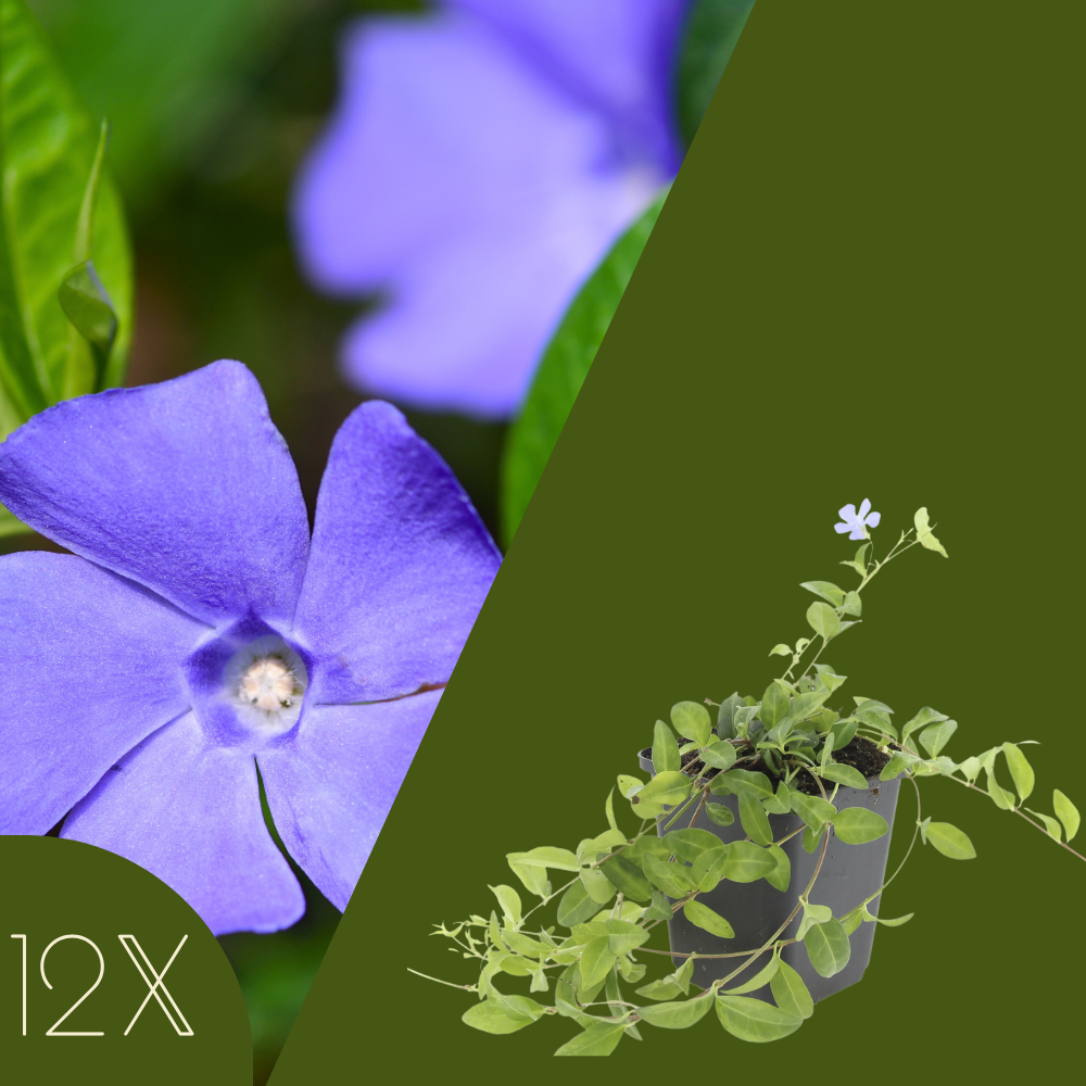12 Blauwe Maagdenpalm planten | Vinca minor | Tuinplanten | Planten