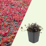 Acaena Microphylla (Stekelnootje) 'Kupferteppich'