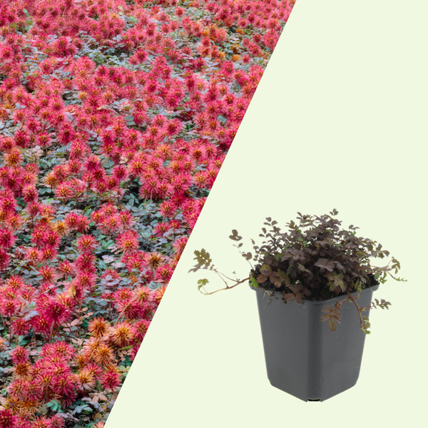 Acaena Microphylla (Stekelnootje) 'Kupferteppich'