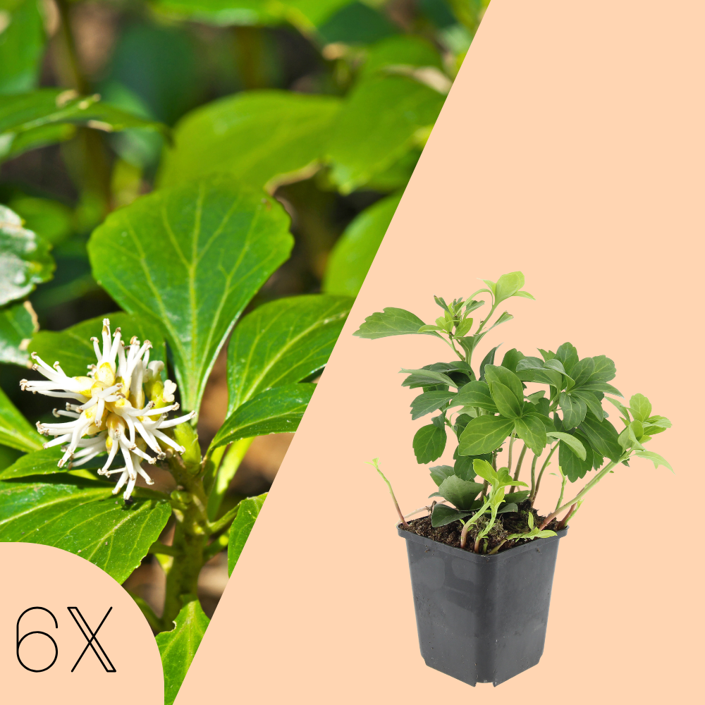 6 Dikkemanskruid planten | Pachysandra terminalis | Tuinplanten | Planten