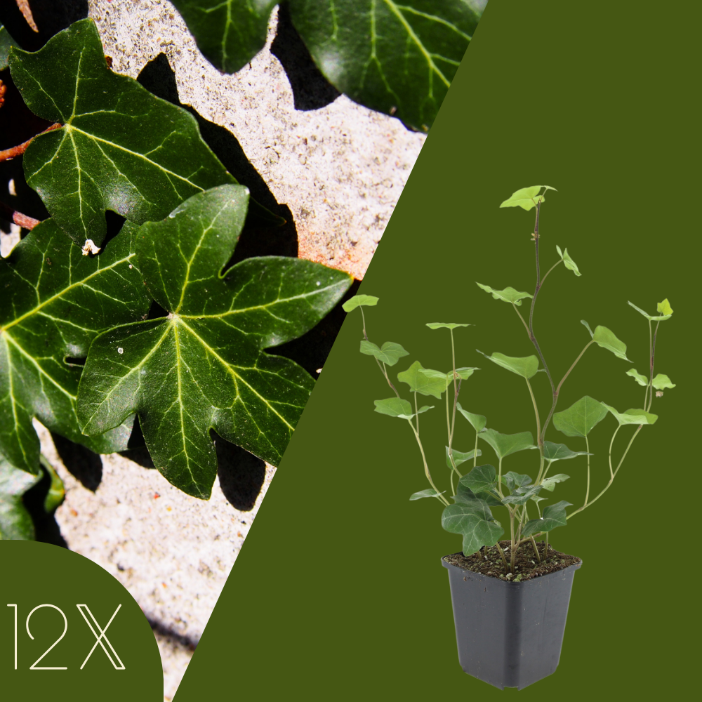 12 Atlantische Klimopplanten | Hedera Hibernica | Tuinplanten | Planten