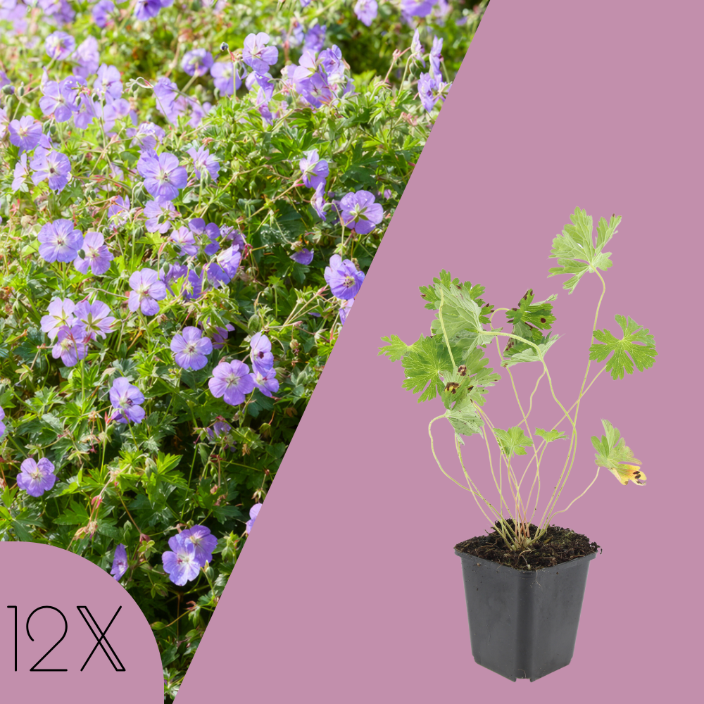 12 Ooievaarsbek Planten | Geranium 'Rozanne' | Tuinplanten | Planten