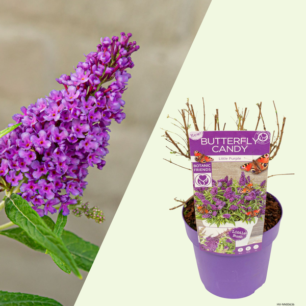 Buddleja Butterfly Candy Little Purple (Vlinderstruik) Paarse bloemen lokken vlinders