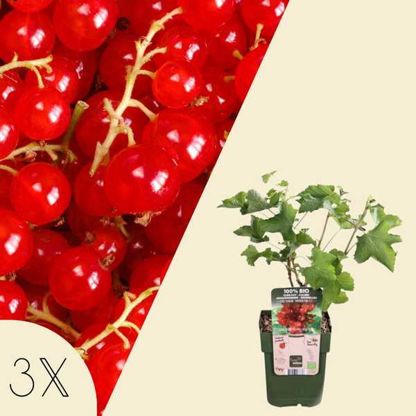 Ribes Uva-Crispa (Kruisbes) - Set van 3