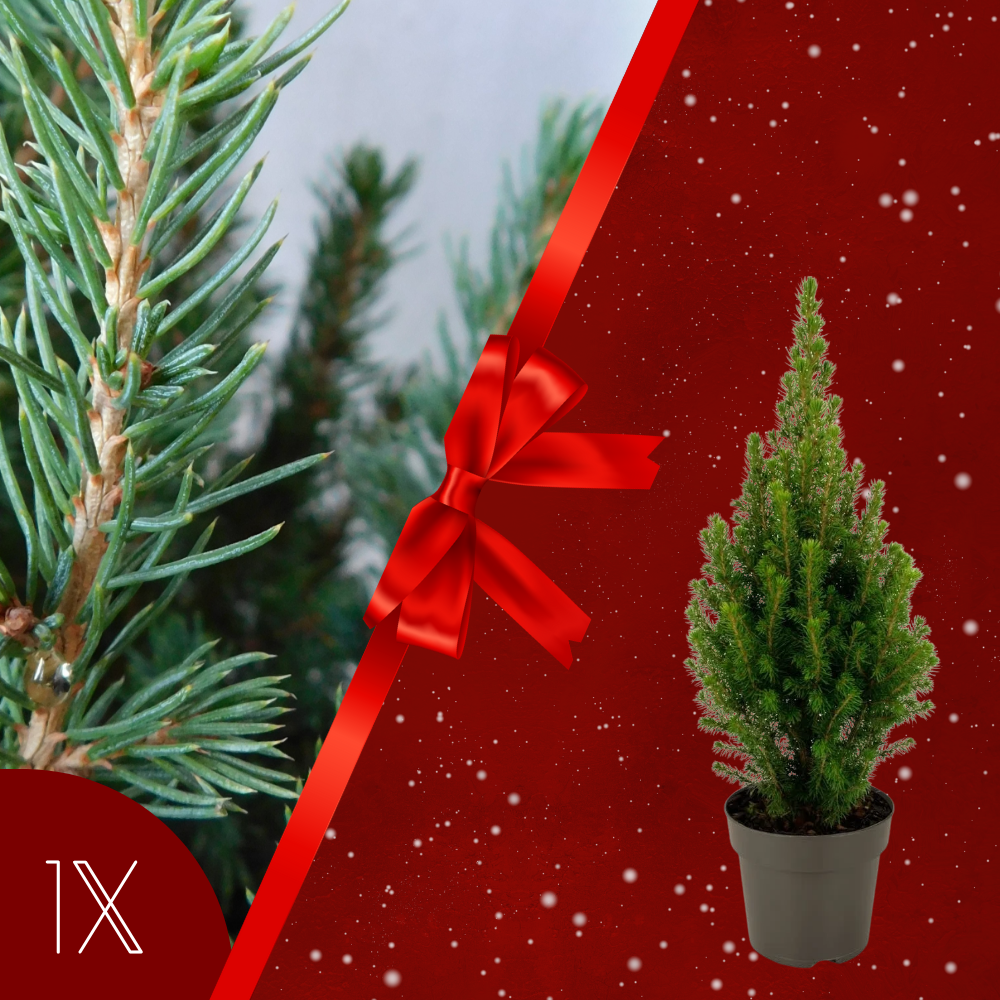 Picea Glauca 'Perfecta' (Tafelkerstboom)