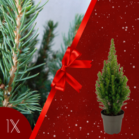 Picea Glauca 'Perfecta' (Tafelkerstboom)