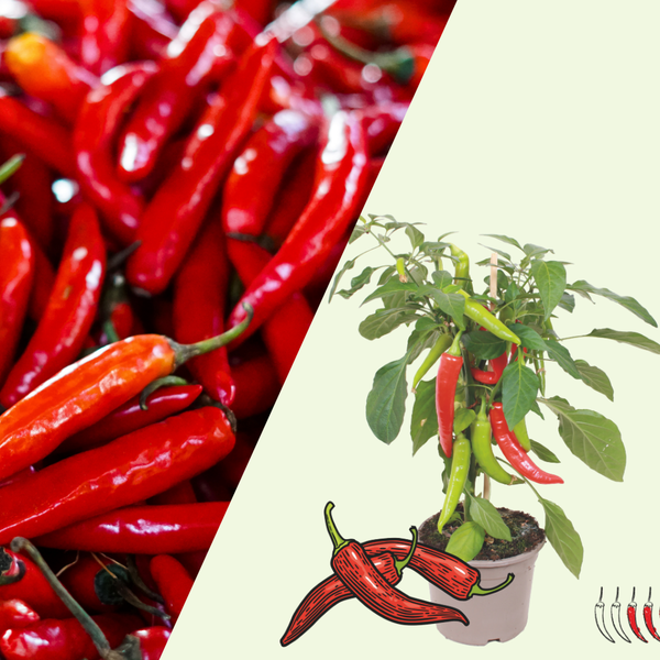 1 Hot Chili peper plant Ø14 cm ↕40 cm