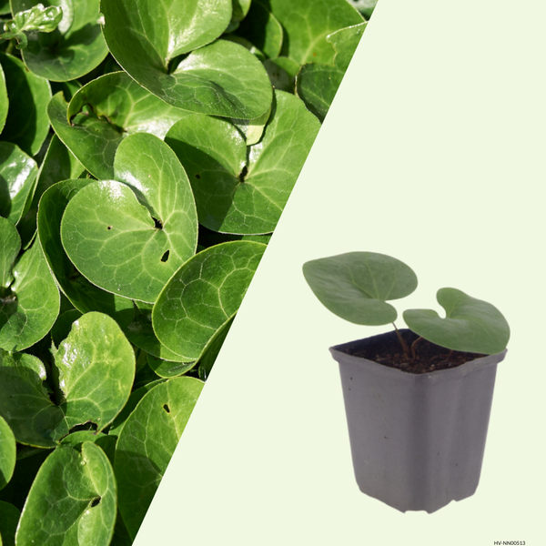 Asarum europaeum (Europese wilde gember), set van 3, bodembedekkers