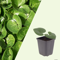 Asarum europaeum (Europese wilde gember), set van 3, bodembedekkers