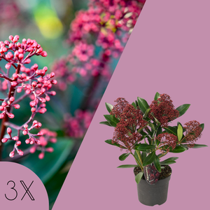 Set van 3 Skimmia Rubella