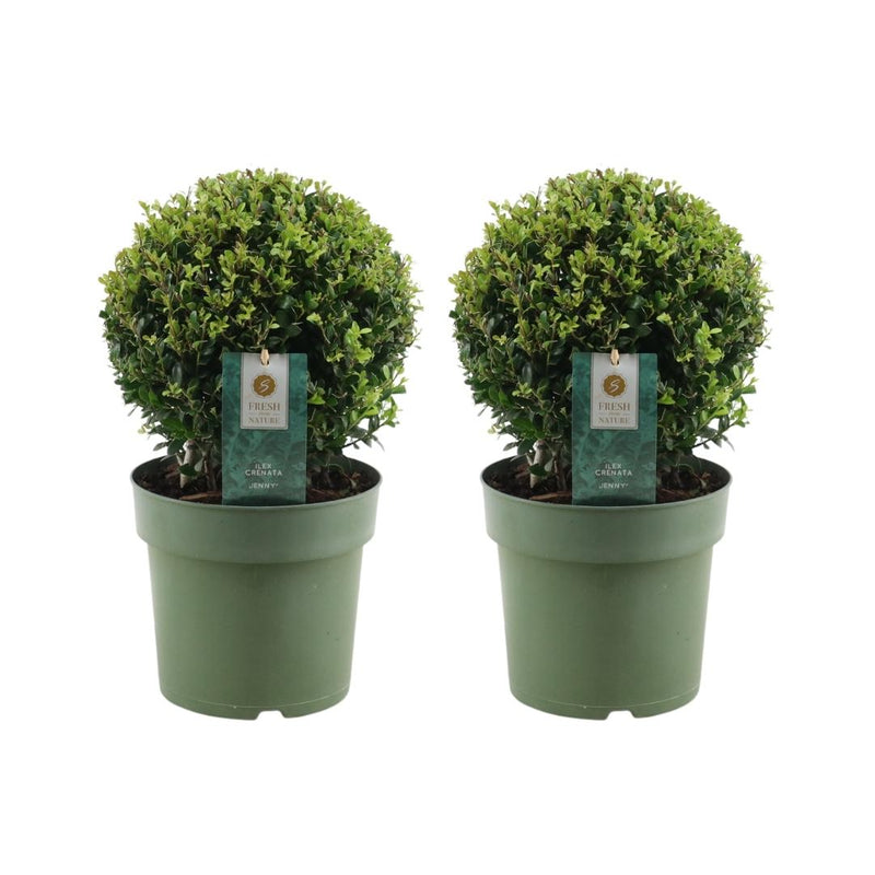 Set van 2 hulstplanten in bolvorm - Ilex Crenata Jenny 20 cm diameter - 2 stuks