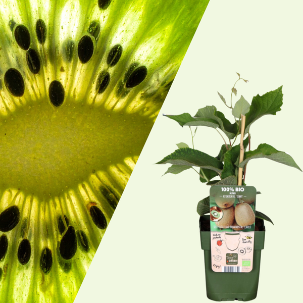 Kiwi Planten (Actinidia) - Set van 3