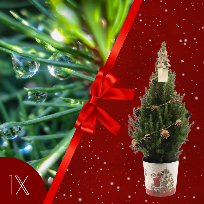 Kerstboom met verlichting 'Pineconelight' in Kerstman pot | 19 cm Ø | 60 cm ↕