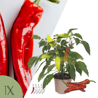 1 Mild chili plant Ø14 cm ↕40 cm
