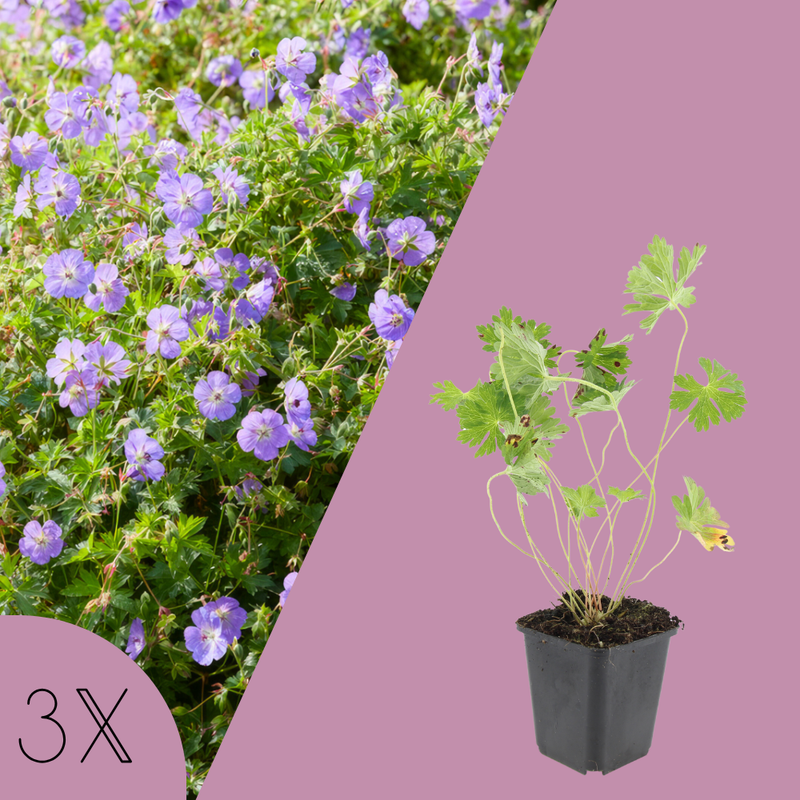 3 Ooievaarsbek Planten | Geranium 'Rozanne' | Tuinplanten | Planten