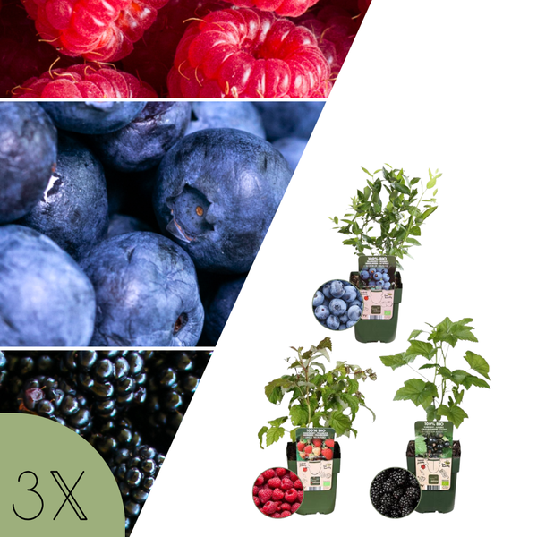 Fruitplanten Mix (Vruchten Feestje) - Set van 3 Bio