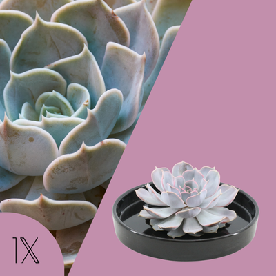 Echeveria Lilacina