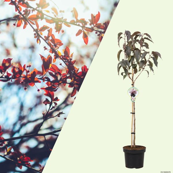 Prunus serrulata 'Royal Burgundy'(Japanse sierkers) 80 cm, Decoratieve bloesemboom