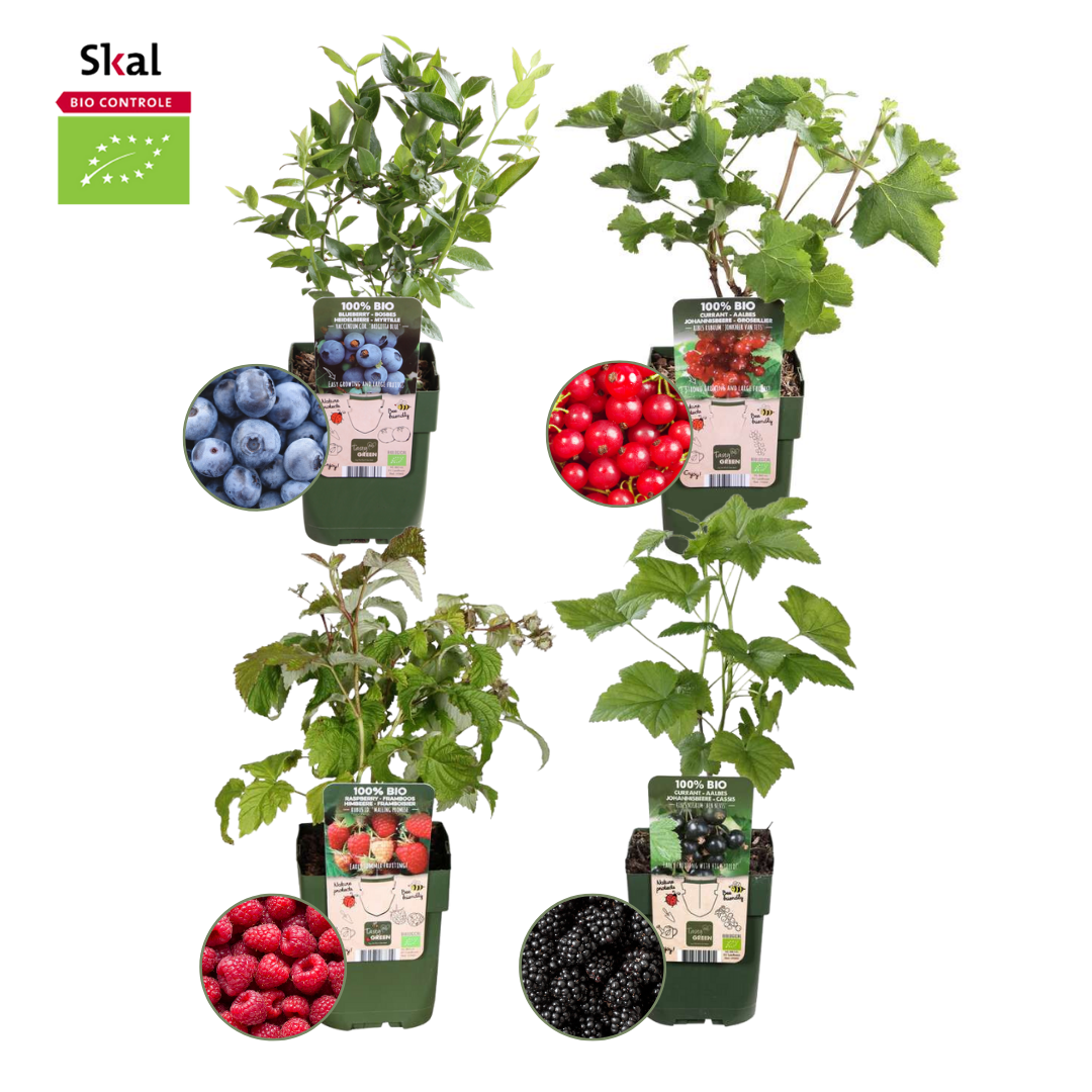 Bio fruitset - Vruchtenparadijs mix 4 stuks