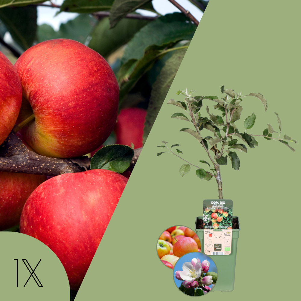 Biologische appelboom | 1 x Malus Elstar | 20 cm Ø | 60 cm ↨ | Fruitboom | Planten