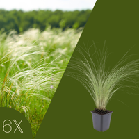 Stipa Tenuissima 'Ponytails'