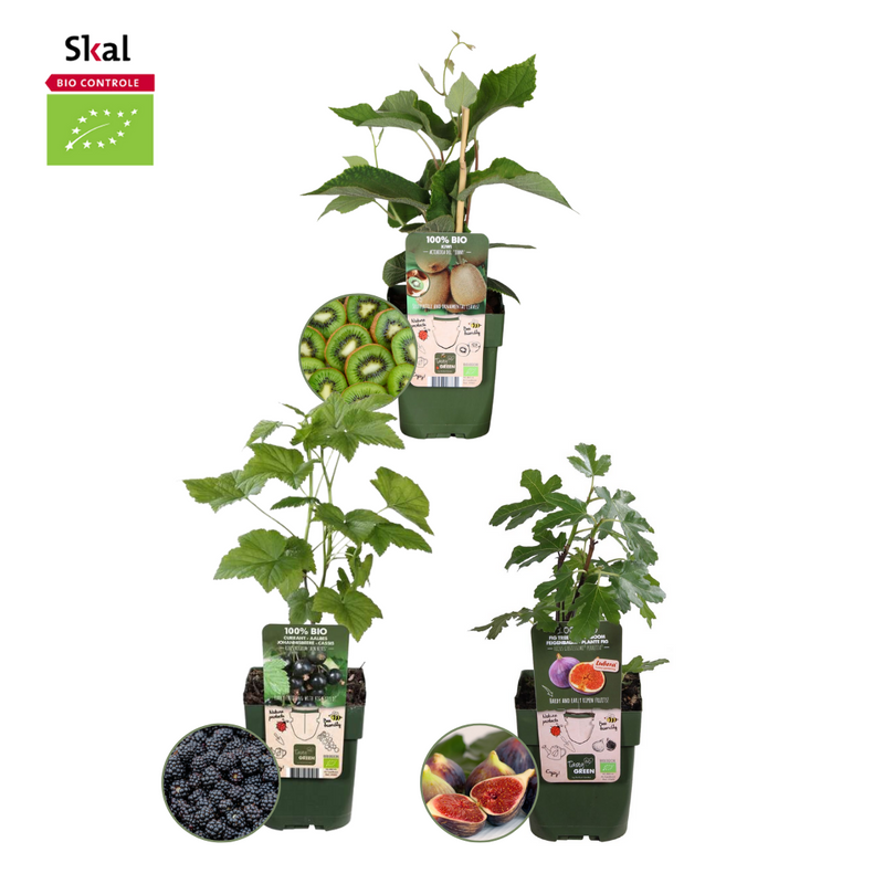 Bio fruitset - Zoete oogst trio mix (3 stuks)