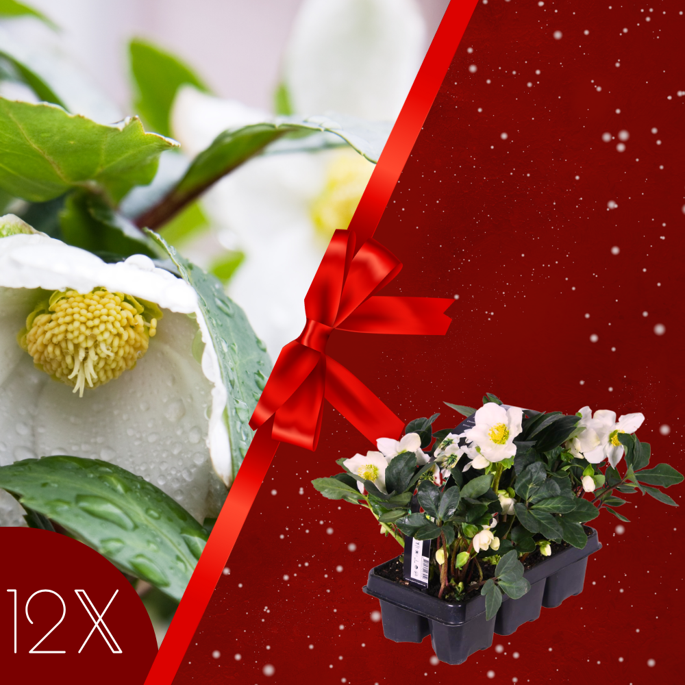 Set van 12 kerstroos planten |12x Helleborus niger 'Christmas Carol' | Ø7 cm ↕15 cm