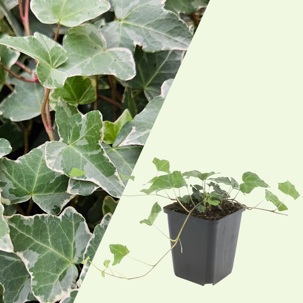 3 Klimopplanten ‘Hedera helix Glacier’ Ø9 cm ↕15 cm