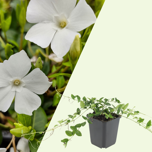 3 Witte Maagdenpalm Planten ‘Vinca minor Alba’ Ø9 cm ↕15 cm