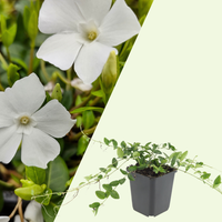 3 Witte Maagdenpalm Planten ‘Vinca minor Alba’ Ø9 cm ↕15 cm