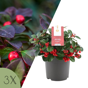 Gaultheria Procumbens (Bergthee) - 3 stuks
