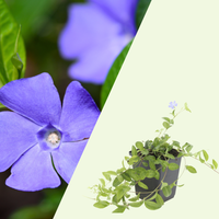 3 Blauwe Maagdenpalm Planten ‘Vinca minor’ Ø9 cm ↕15 cm