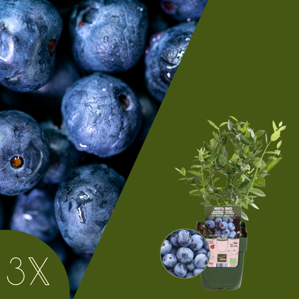 Vaccinium Corymbosum (Blauwe Bes) - Set van 3