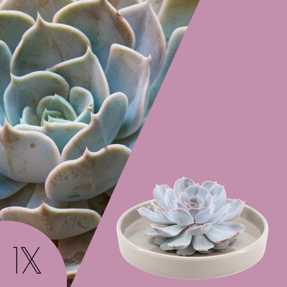 Echeveria Lilacina